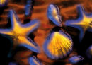 shells on beach  